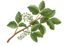 Charger l'image dans la galerie, Bougie AMBRE