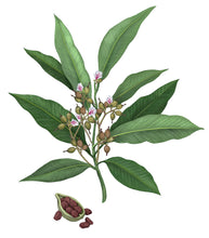 Charger l'image dans la galerie, Bougie CARDAMOME