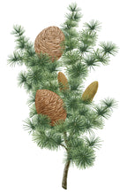 Charger l'image dans la galerie, Palet parfumé CÈDRE