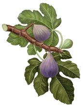 Charger l'image dans la galerie, Bougie FIGUIER