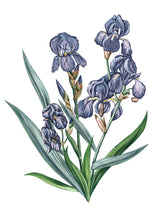 Charger l'image dans la galerie, Bougie IRIS