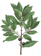 Charger l'image dans la galerie, Bougie LAURIER NOBLE