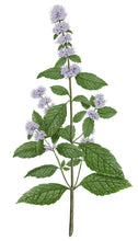 Charger l'image dans la galerie, Vaporisateur MENTHE VERTE