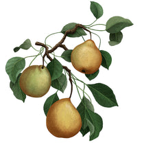 Charger l'image dans la galerie, Bougie POIRE