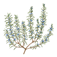 Charger l'image dans la galerie, Bougie ROMARIN