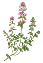 Charger l'image dans la galerie, Bougie THYM