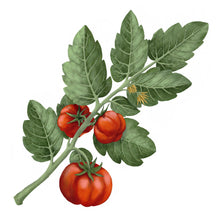 Charger l'image dans la galerie, Bougie TOMATE
