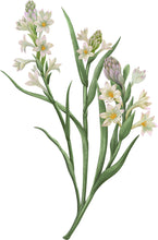 Charger l'image dans la galerie, Bougie TUBÉREUSE