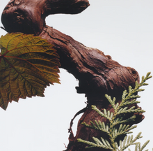 Charger l&#39;image dans la galerie, Cologne Intense Cypress &amp; Grapevine
